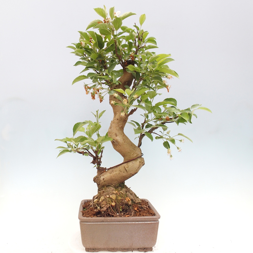 Bonsai plenerowe - Malus Halliana - Jabłoń drobnoowocowa