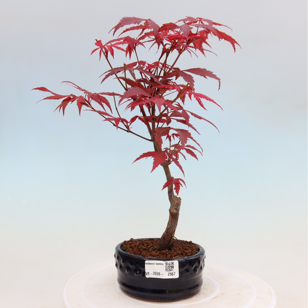 Bonsai na zewnątrz - Palma Acer. Atropurpureum-Javor palmate