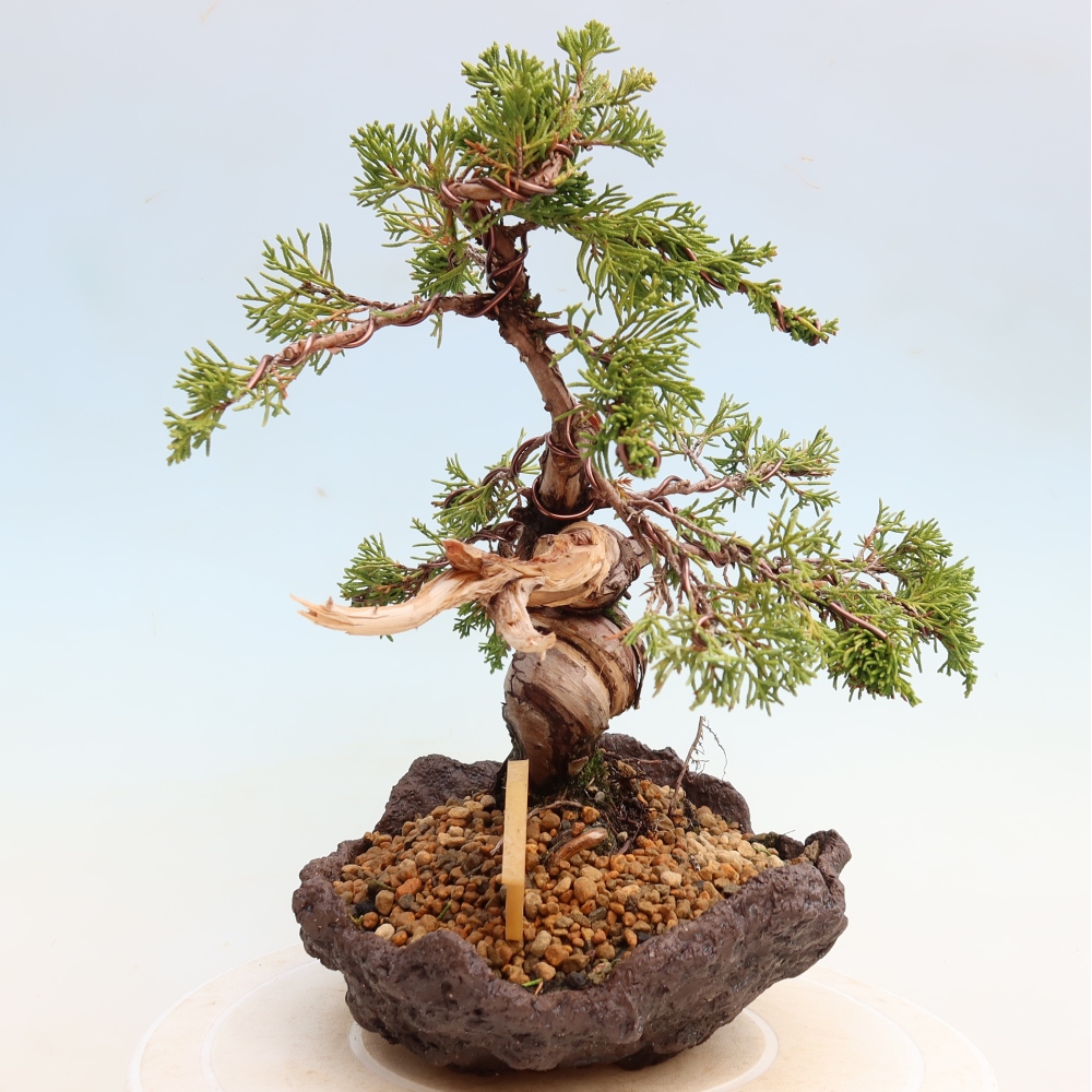 Bonsai ogrodowe – Juniperus chinensis Itoigawa – jałowiec chiński