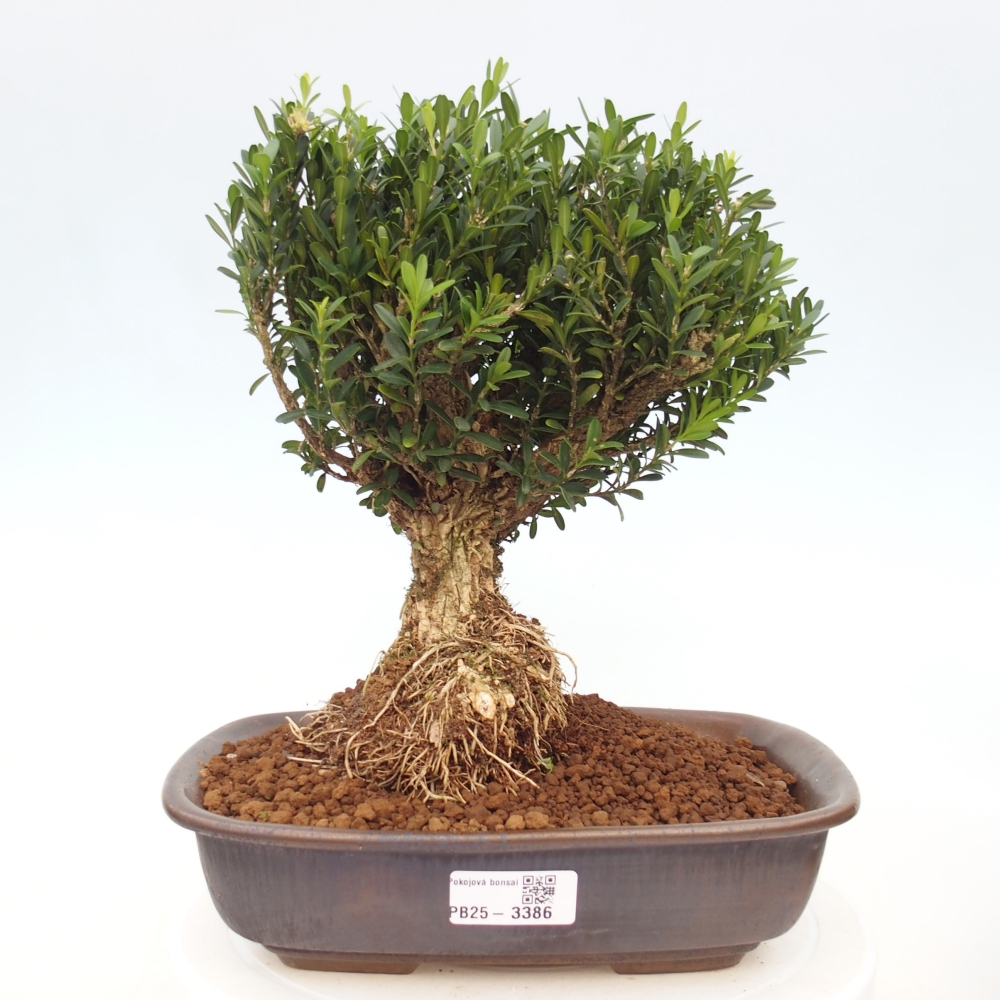 Pokój bonsai - Buxus harlandii - buxus korkowy