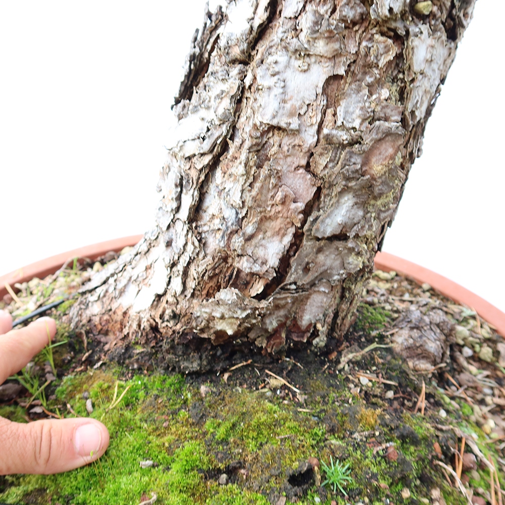 Pinus sylvestris Hiszpania – sosna zwyczajna