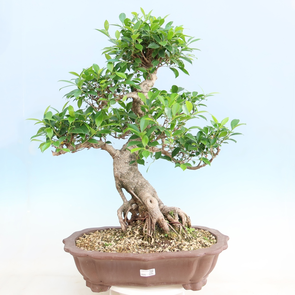 Pokój bonsai - Ficus kimmen - figowiec drobnolistny