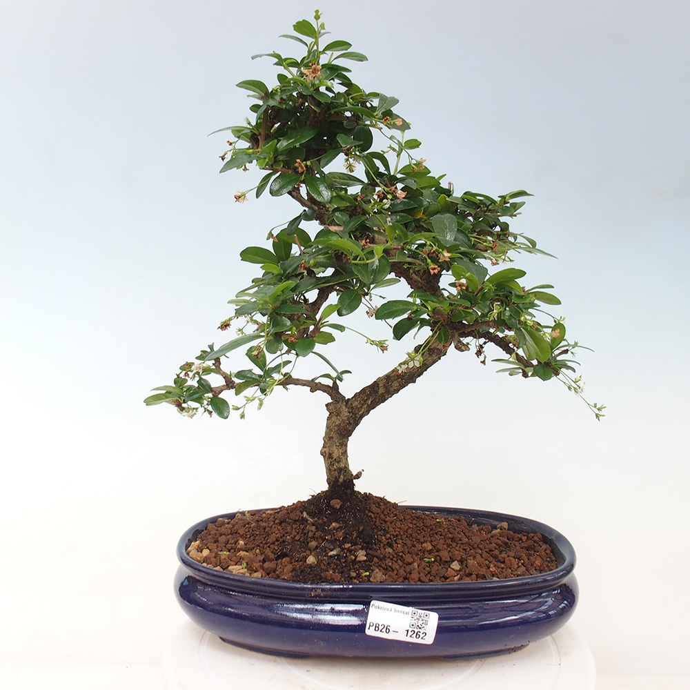 Bonsai pokojowe - Carmona macrophylla - Tea fuki