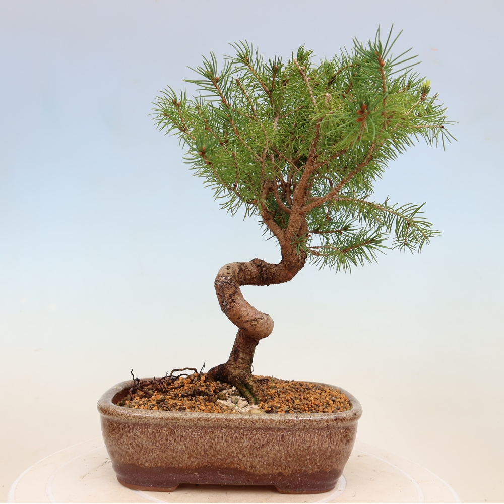 Outdoor bonsai - Świerk pospolity - Picea glauca globe