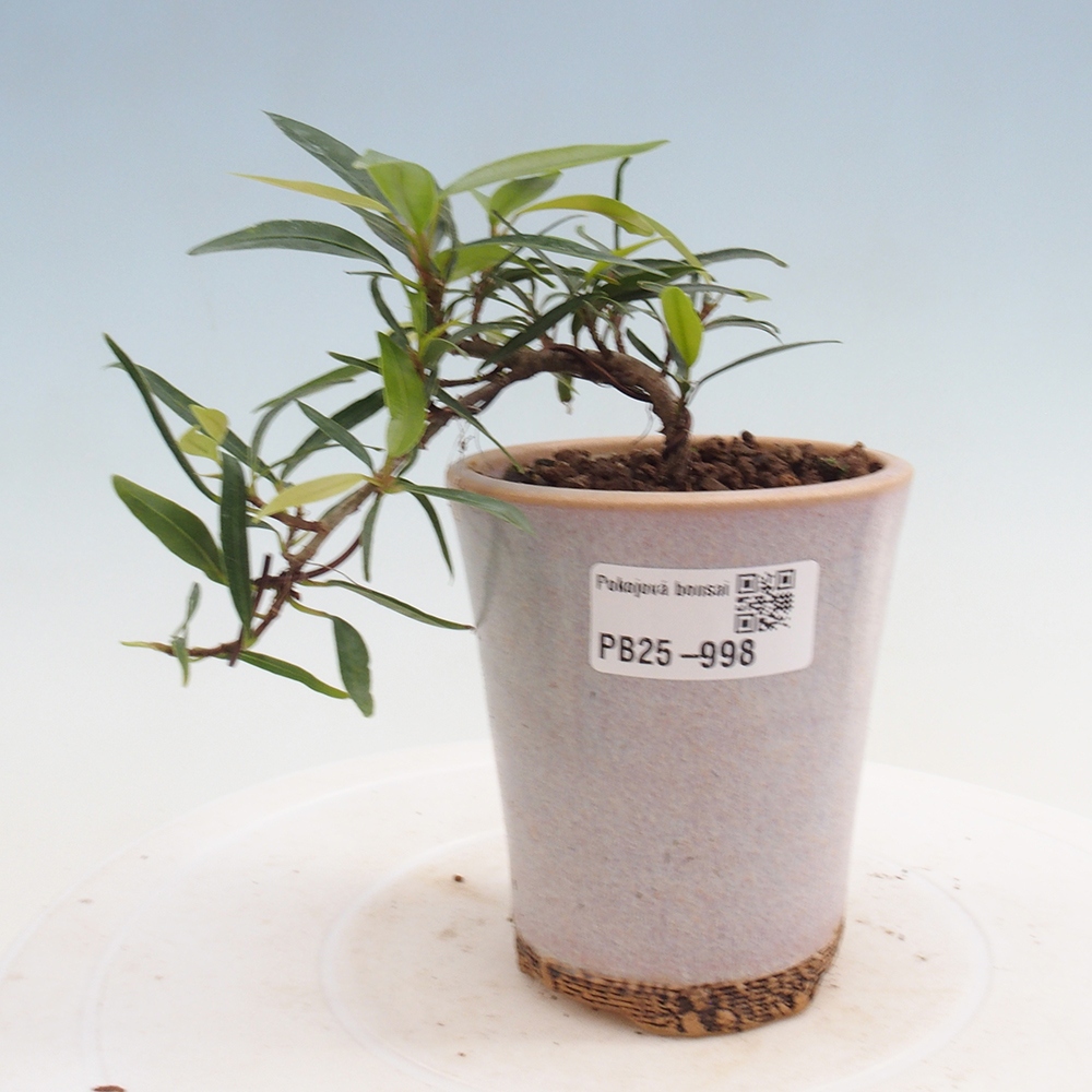 Bonsai wewnętrzne - Ficus nerifolia - figowiec drobnolistny