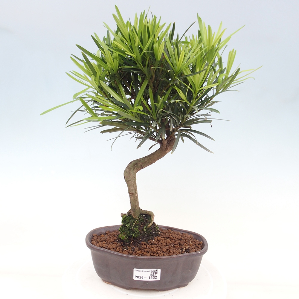 Pokój bonsai - Podocarpus - Kamienny cis
