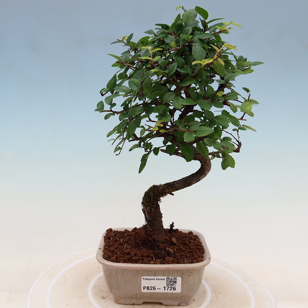 Pokój bonsai - Ulmus parvifolia - Wiąz drobnolistny