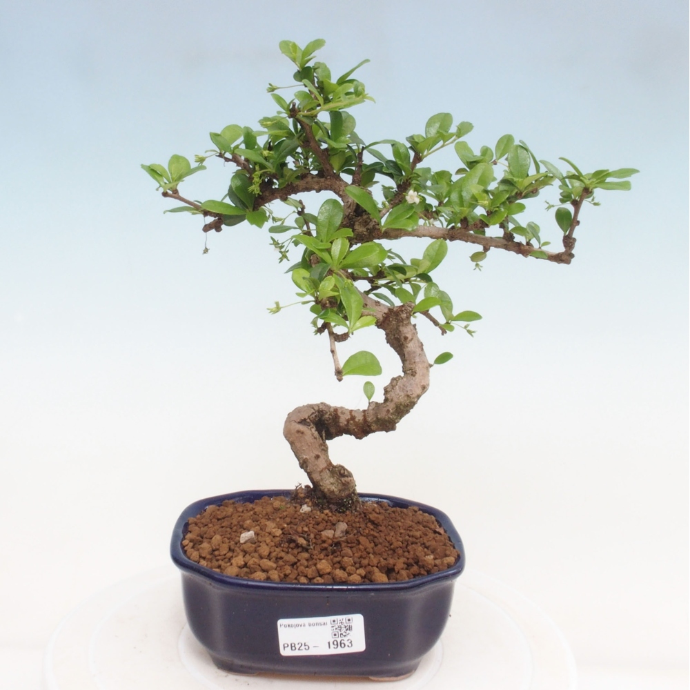 Bonsai wewnętrzne - Carmona makrophylla - Herbata Fuki