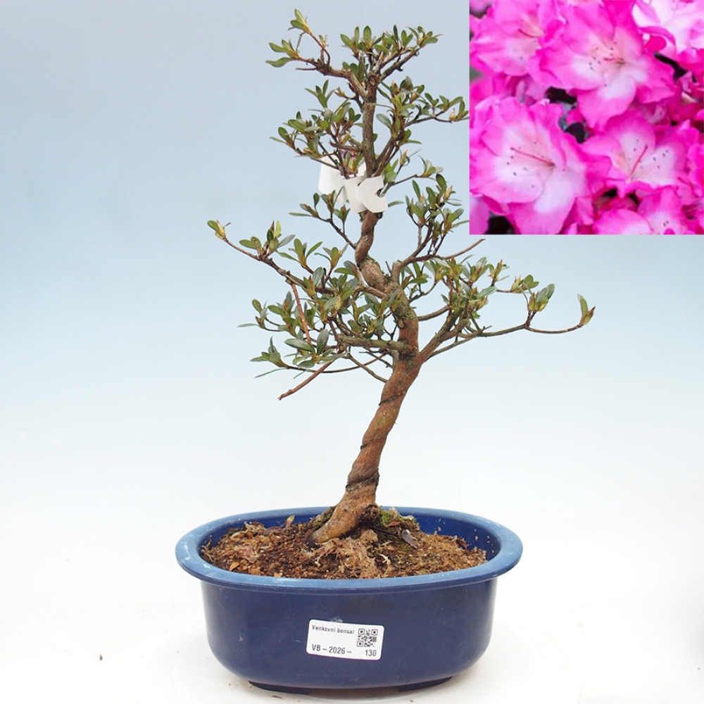 Bonsai zewnętrzne - Azalia japońska - Azalia Mio