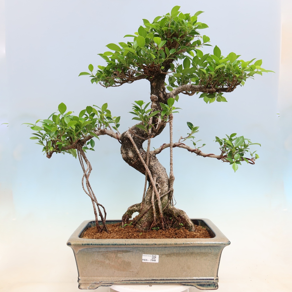 Pokój bonsai - Ficus kimmen - figowiec drobnolistny