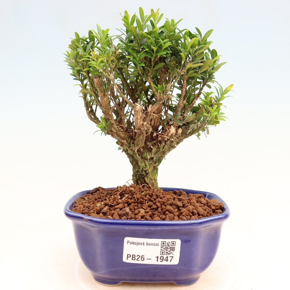 Pokój bonsai - Buxus harlandii - buxus korkowy