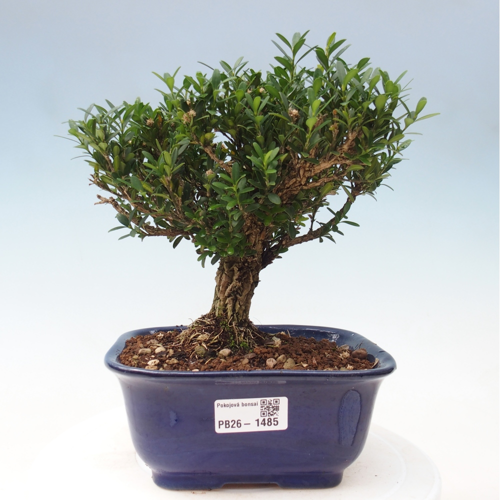Pokój bonsai - Buxus harlandii - buxus korkowy