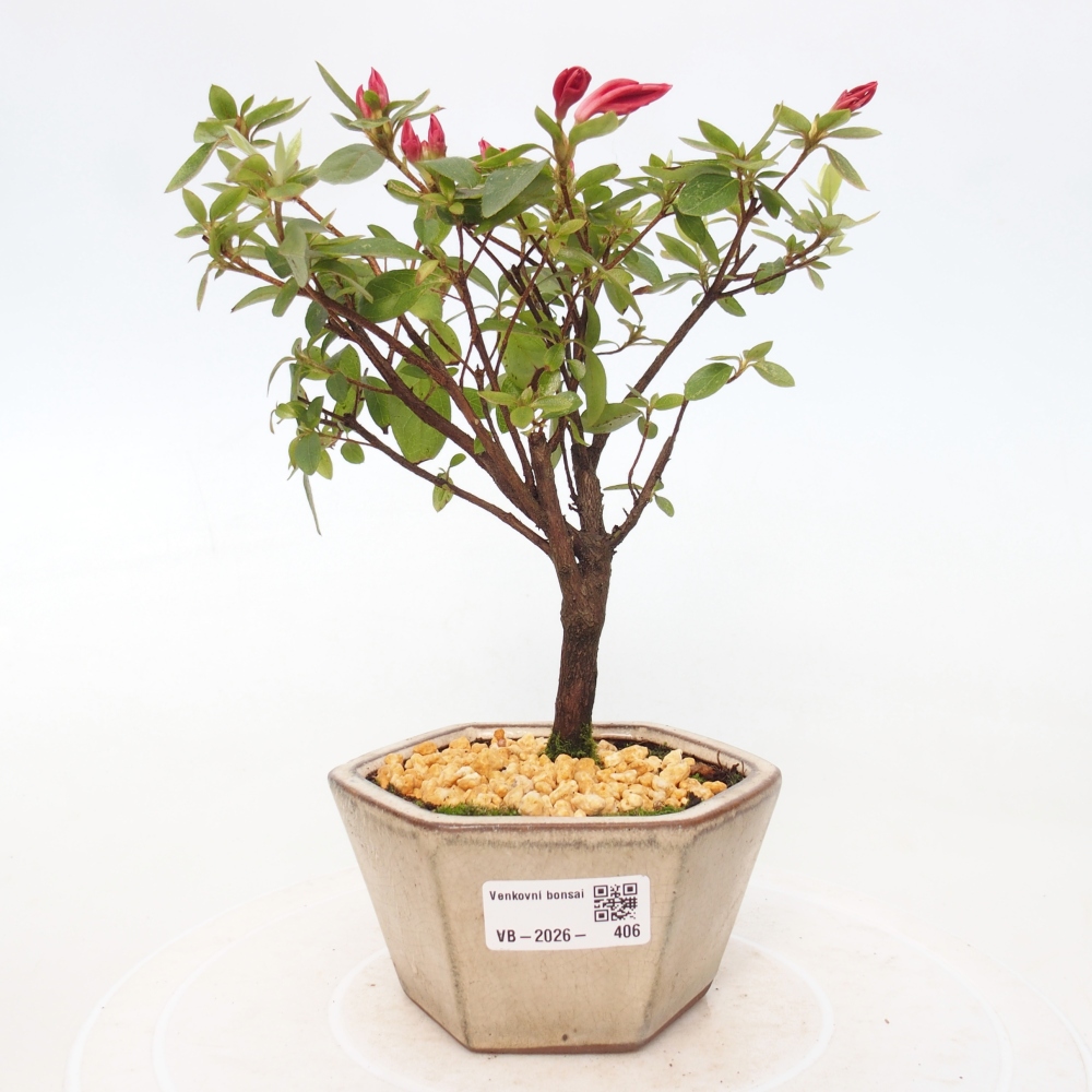 Outdoor bonsai - Azalia japońska - Azalea sp.