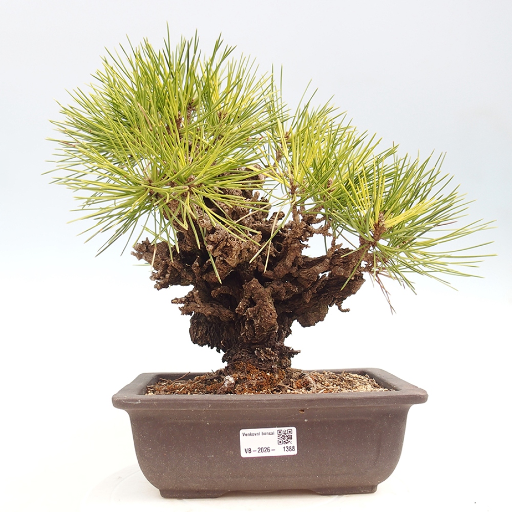 Outdoor bonsai - Pinus thunbergii - sosna Thunberga