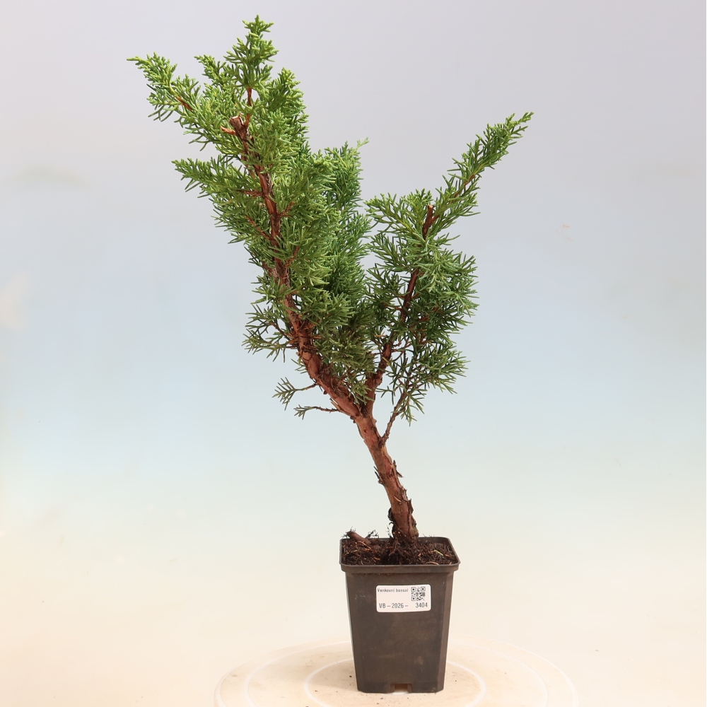 Outdoor bonsai - Juniperus chinensis Kishu