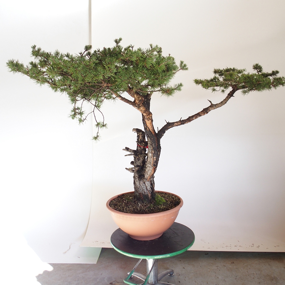 Yamadori - Pinus sylvestris Hiszpania