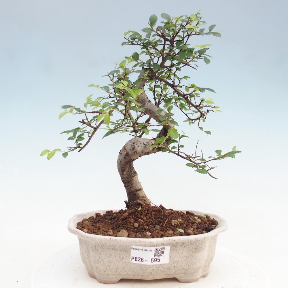 Pokój bonsai - Ulmus parvifolia - Wiąz drobnolistny