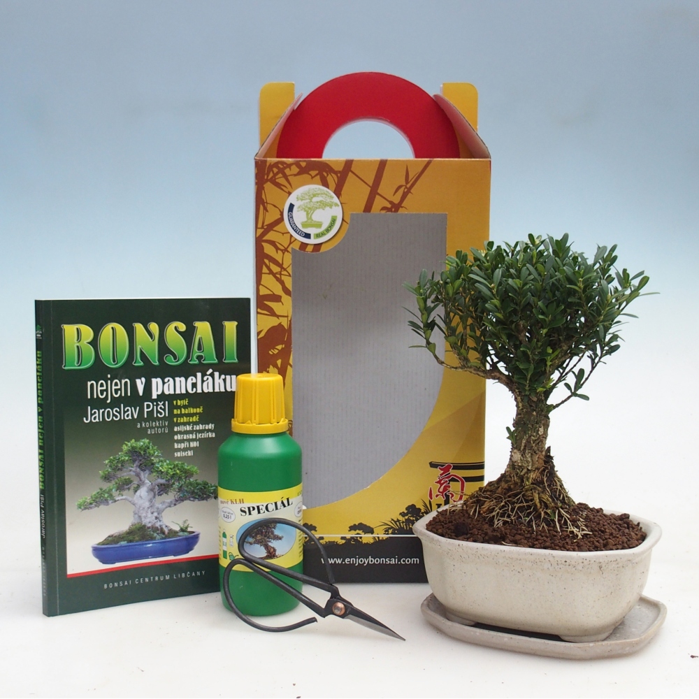 Bonsai pokojowe w pudełku upominkowym