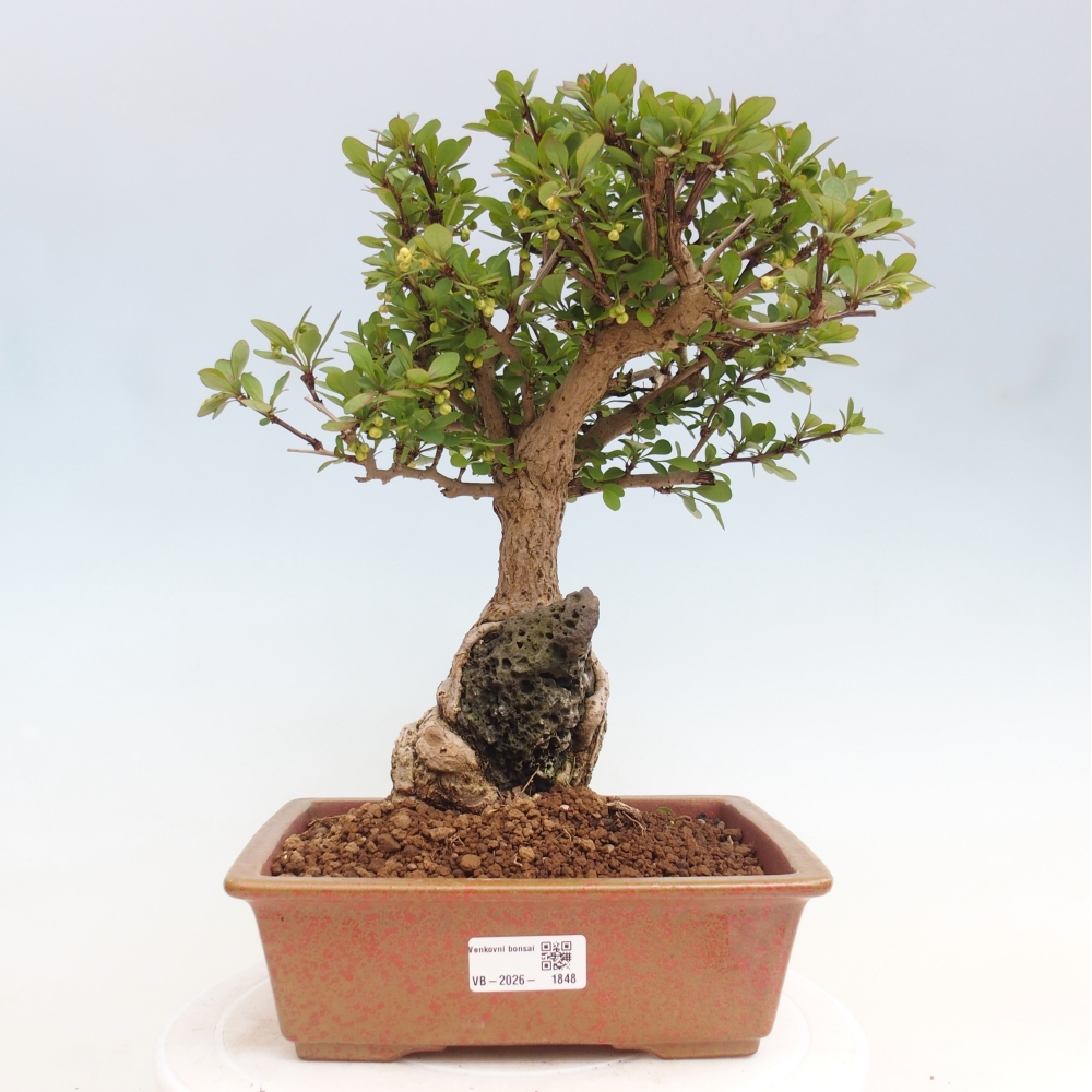 Bonsai zewnętrzne - Berberis coreana
