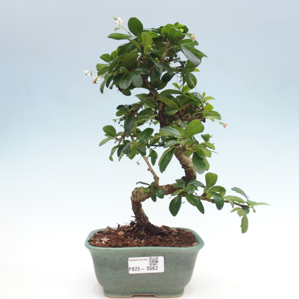 Bonsai pokojowe - Carmona macrophylla - Tea fuki