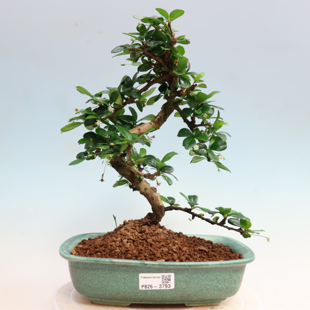 Bonsai pokojowe - Carmona macrophylla - Tea fuki