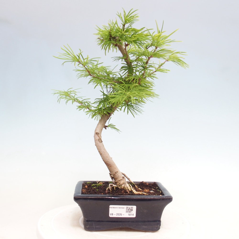 Bonsai zewnętrzne - Pseudolarix amabis-Pseudolarix amabis