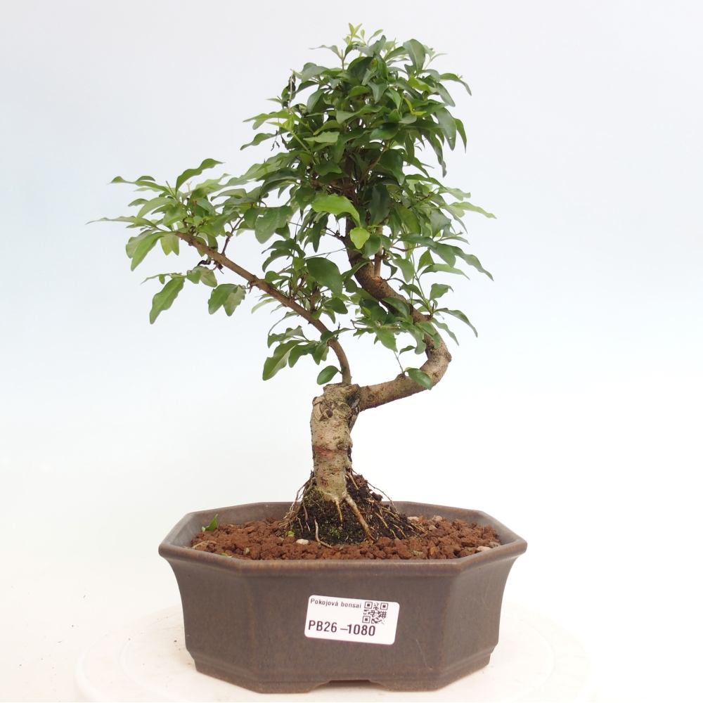 Pokój bonsai - Ligustrum chinensis - Dziób ptaka