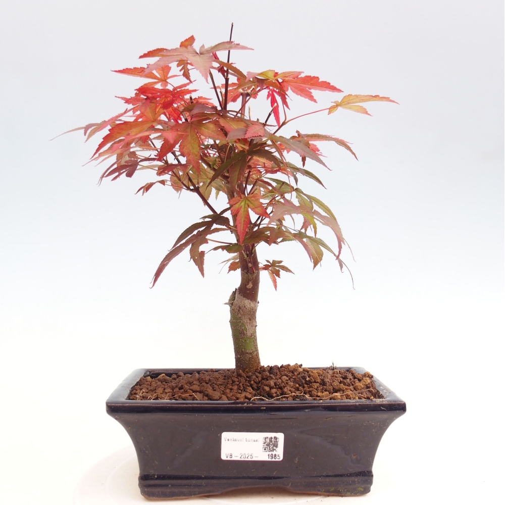 Bonsai zewnętrzne - palma Acer. Klon Atropurpureum-Palmleaf