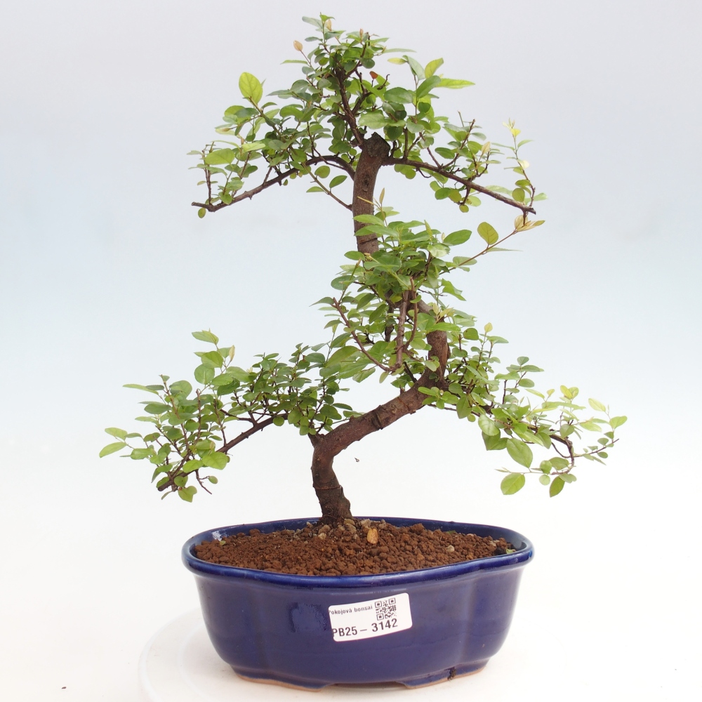 Bonsai wewnętrzne - Sagerécie thea - Sagerécie thea