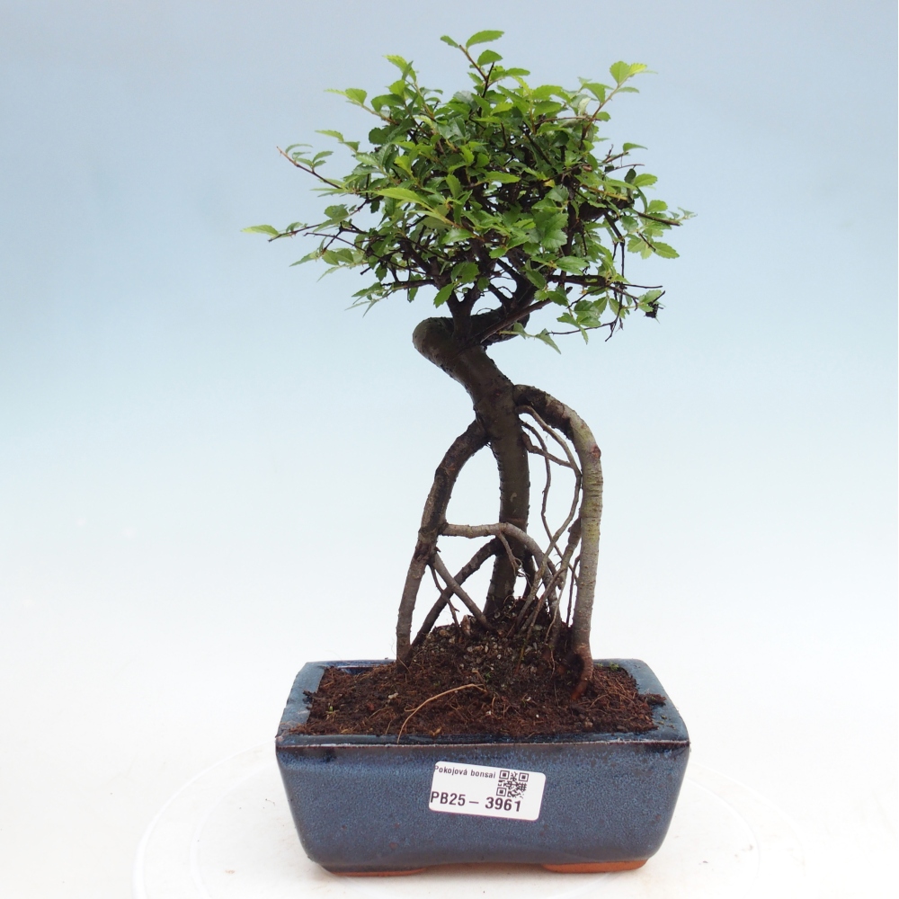 Pokój bonsai - Ulmus parvifolia - Wiąz drobnolistny