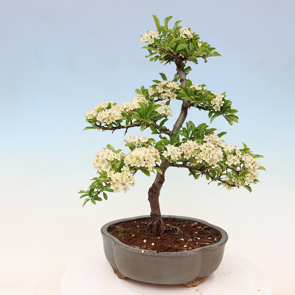Bonsai ogrodowe – Pyracantha teton – ognik szkarłatny