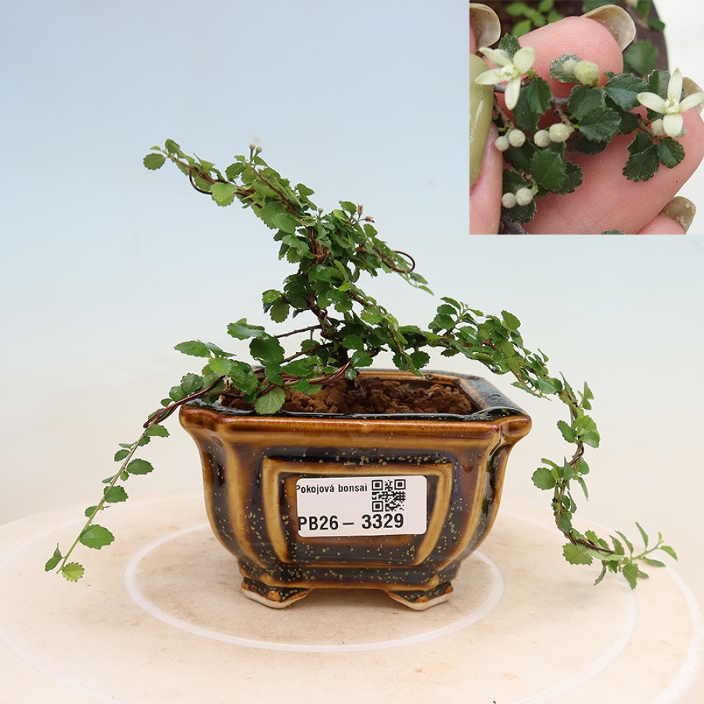 Bonsai wewnętrzne - Grewia sp. - Grewie drobnolistne