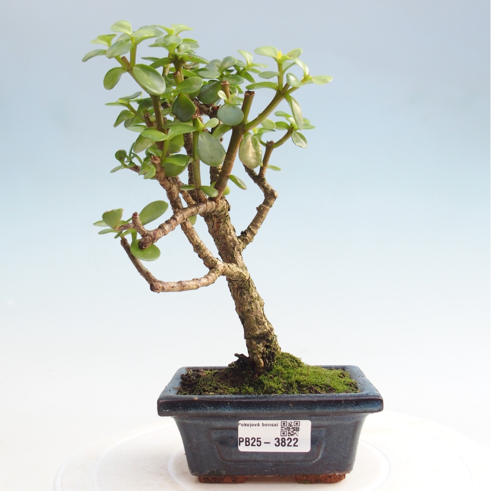 Kryte bonsai - Portulakaria Afra - Tlustice