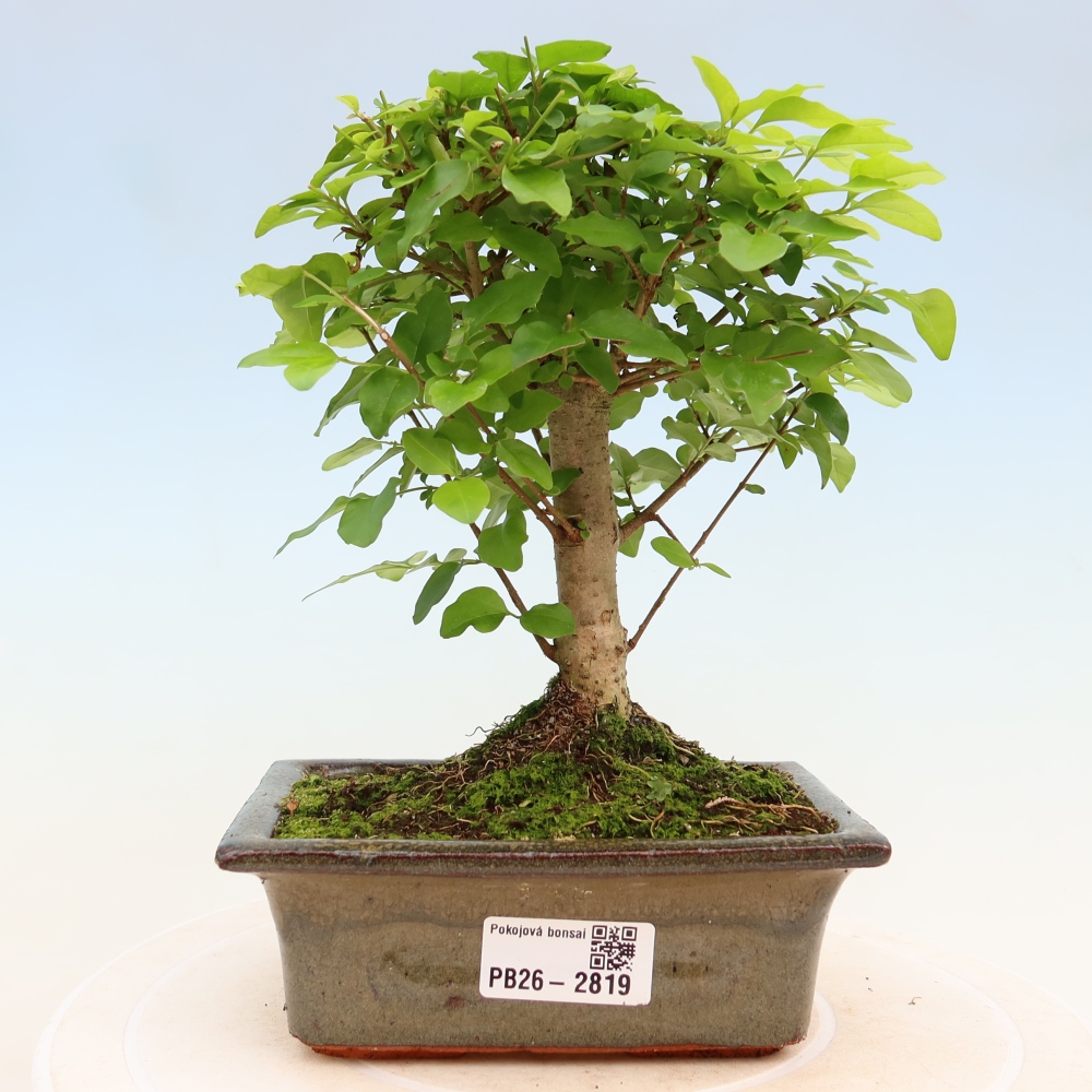 Pokój bonsai - Ligustrum chinensis - Dziób ptaka