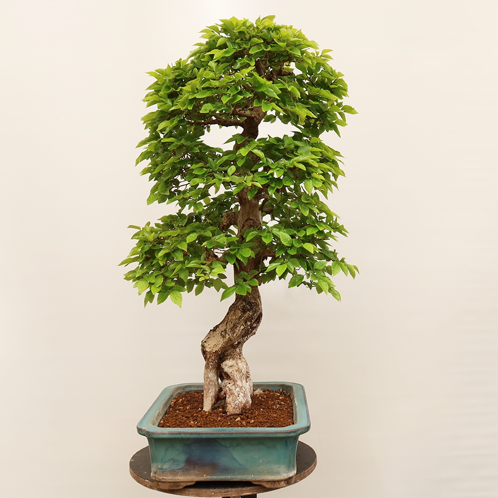 Bonsai plenerowe - Carpinus Coreana - grab koreański