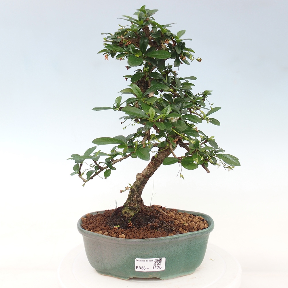Bonsai pokojowe - Carmona macrophylla - Tea fuki