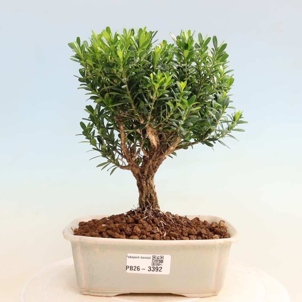 Pokój bonsai - Buxus harlandii - buxus korkowy