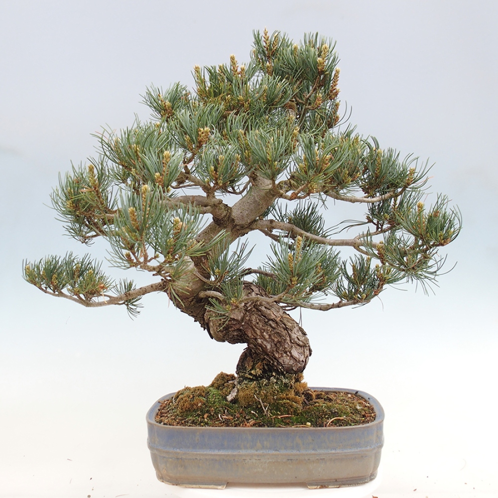 Outdoor bonsai - Pinus parviflora - Pinus parviflora