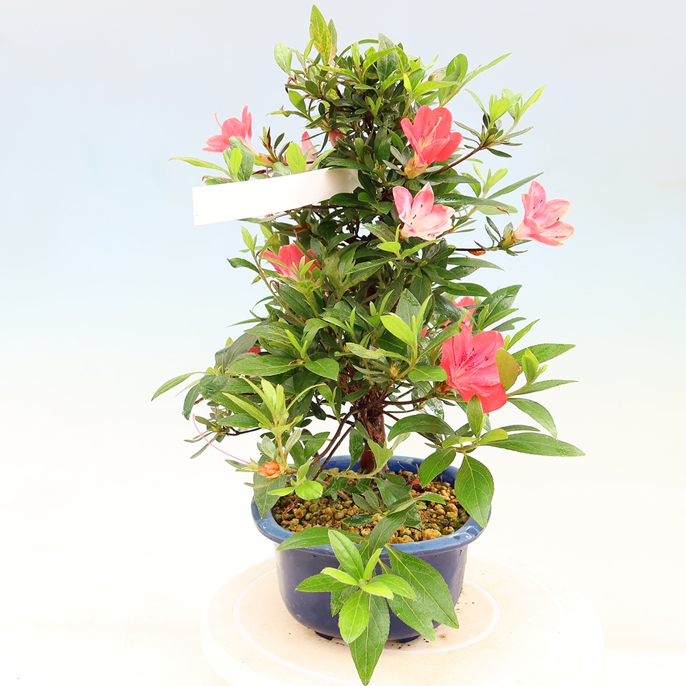 Bonsai zewnętrzne - Azalia japońska - Azalia Beniko