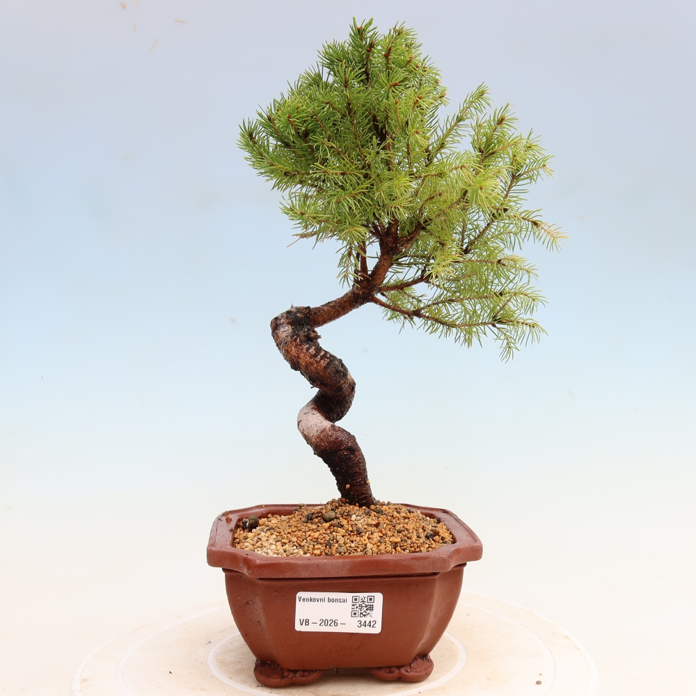 Bonsai ogrodowe – Świerk szary – Picea glauca globe