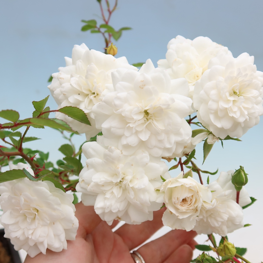 Bonsai ogrodowe – Rosa Kordes – róża
