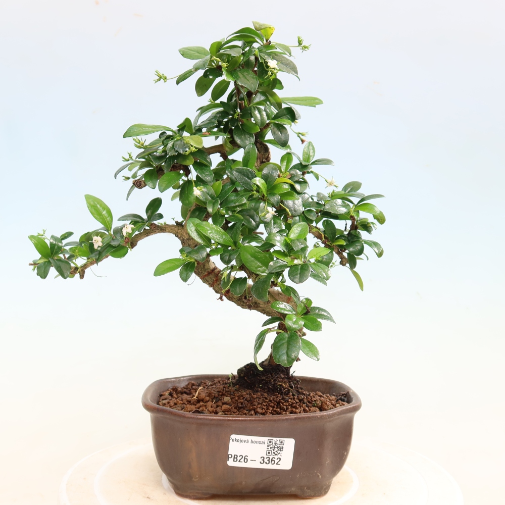 Bonsai pokojowe - Carmona macrophylla - Tea fuki