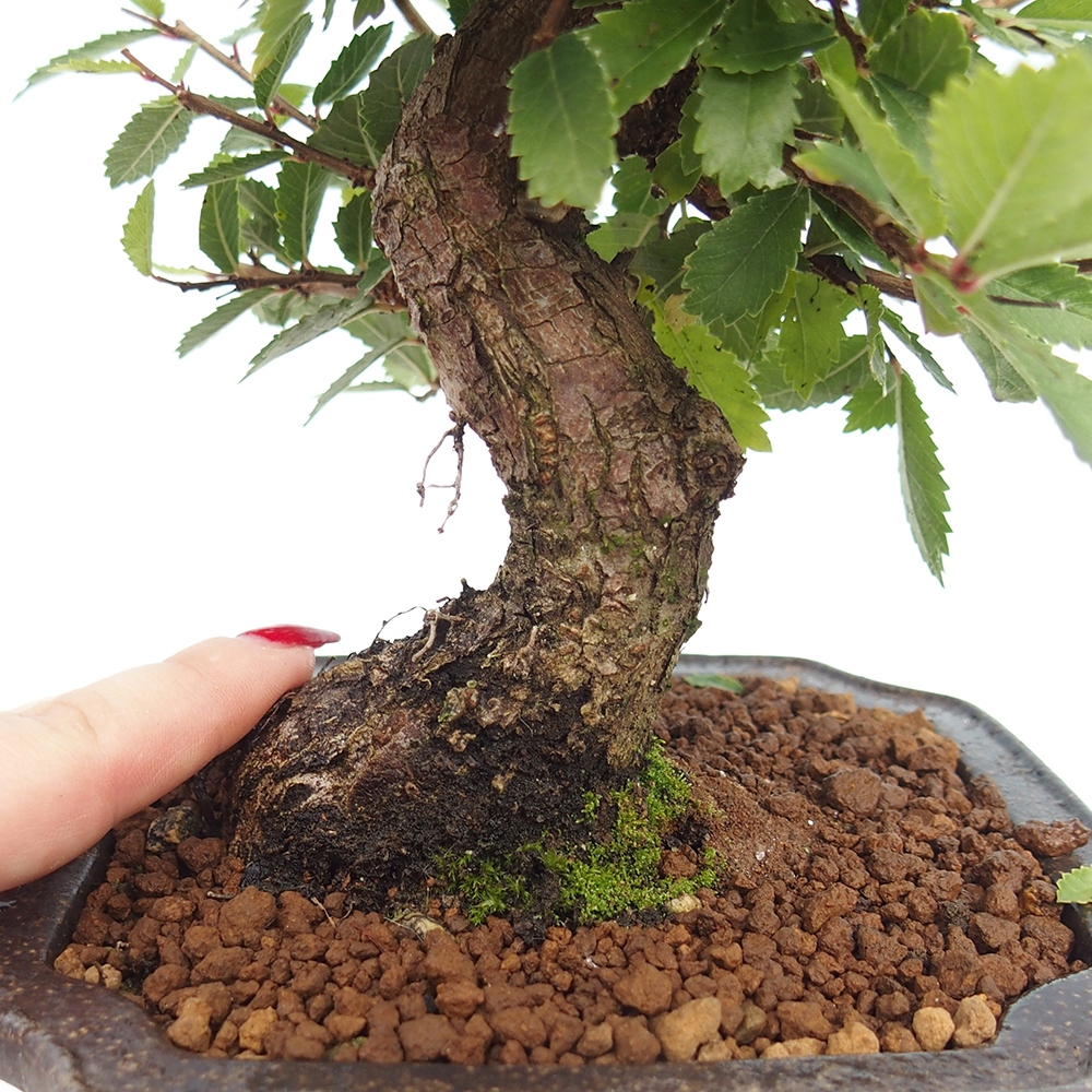 Bonsai zewnętrzne - Zelkova - Zelkova NIRE