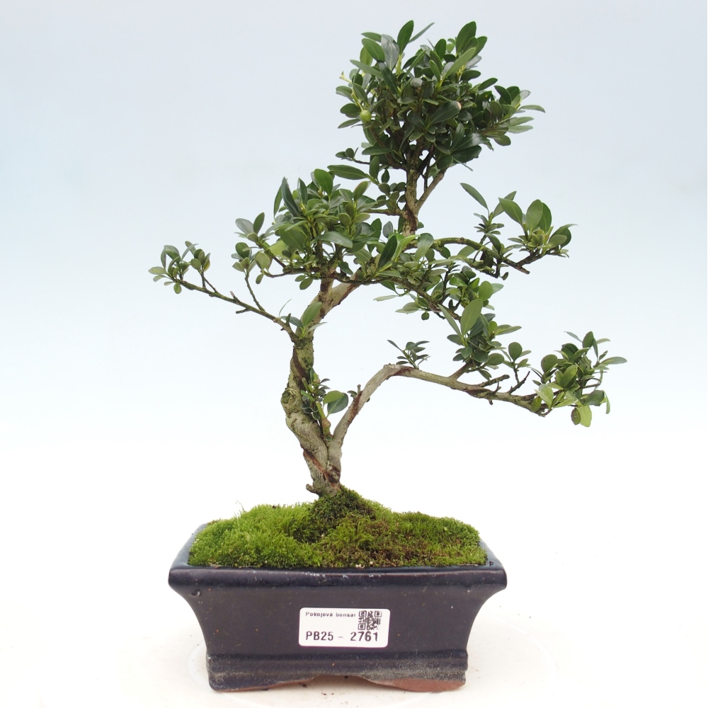 Kryty bonsai - Ilex crenata - Holly