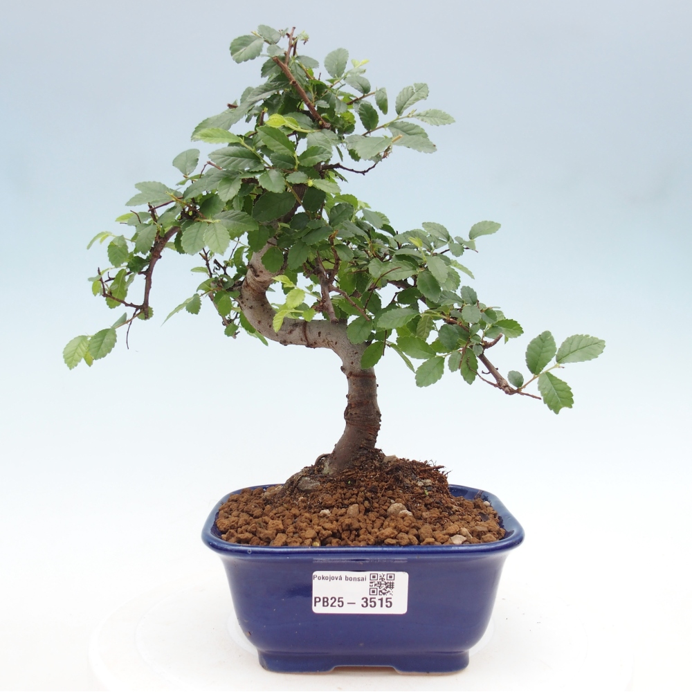 Pokój bonsai - Ulmus parvifolia - Wiąz drobnolistny