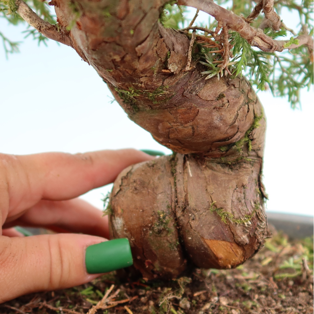 Bonsai ogrodowe – Juniperus chinensis Itoigawa – jałowiec chiński