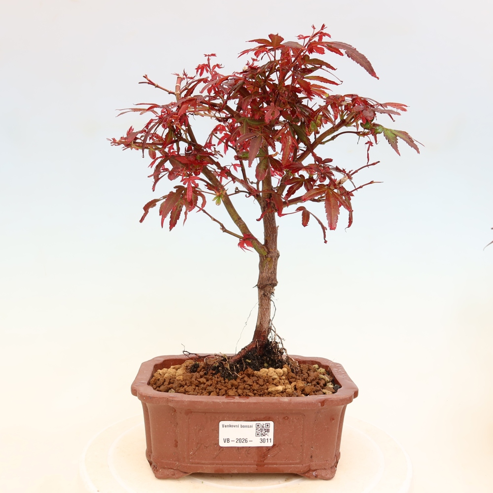 Bonsai ogrodowe – klon palmowy – Acer palmatum Berry Broom 
