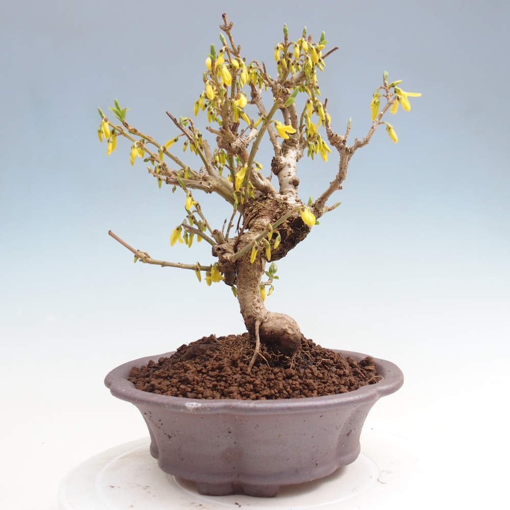 Outdoor bonsai - Zlatice - Forsycja koreańska