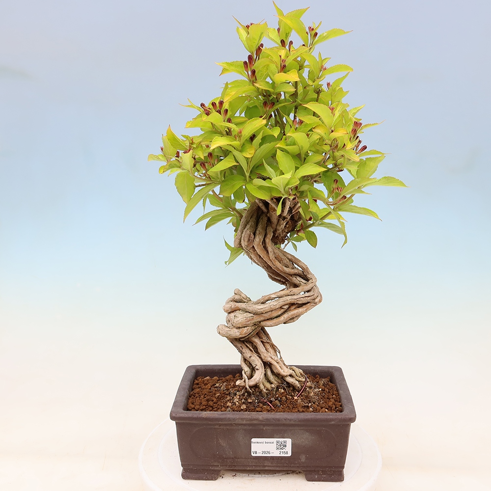 Bonsai ogrodowe – Weigela subsessilis – Weigela koreańska