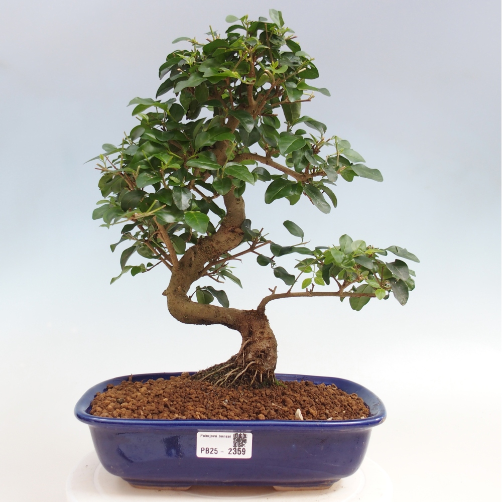 Pokój bonsai -Ligustrum chinensis - Ptasie oko